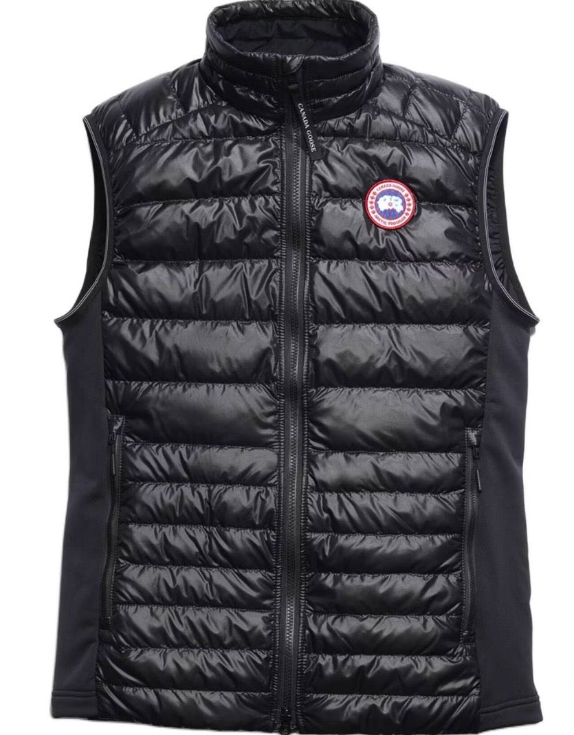 Canada goose hybrid